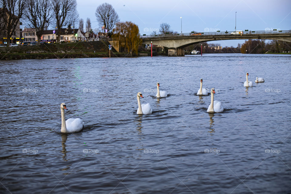 group of swan