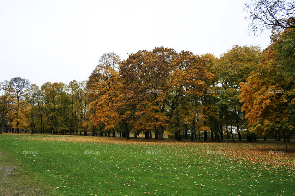 norway green yellow grass by nader_esk