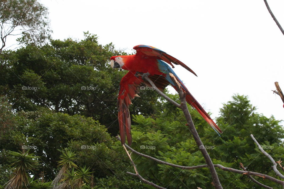 Flight of the parrot