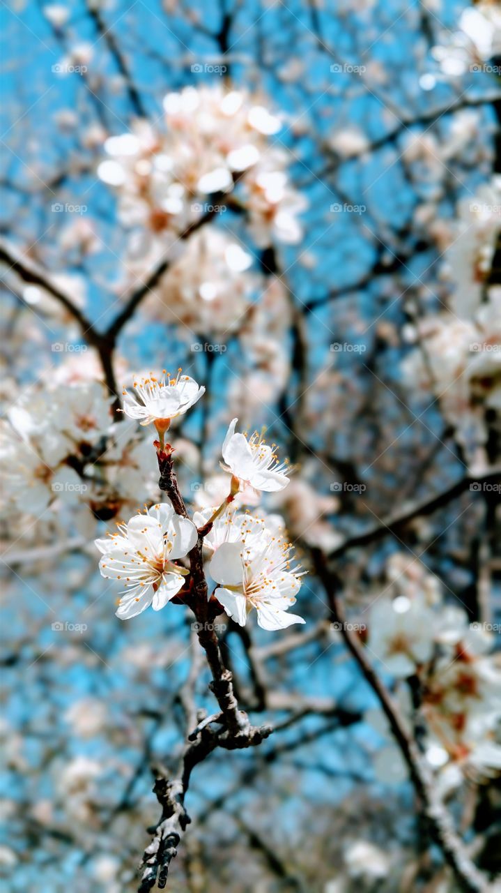 Flowers in spring