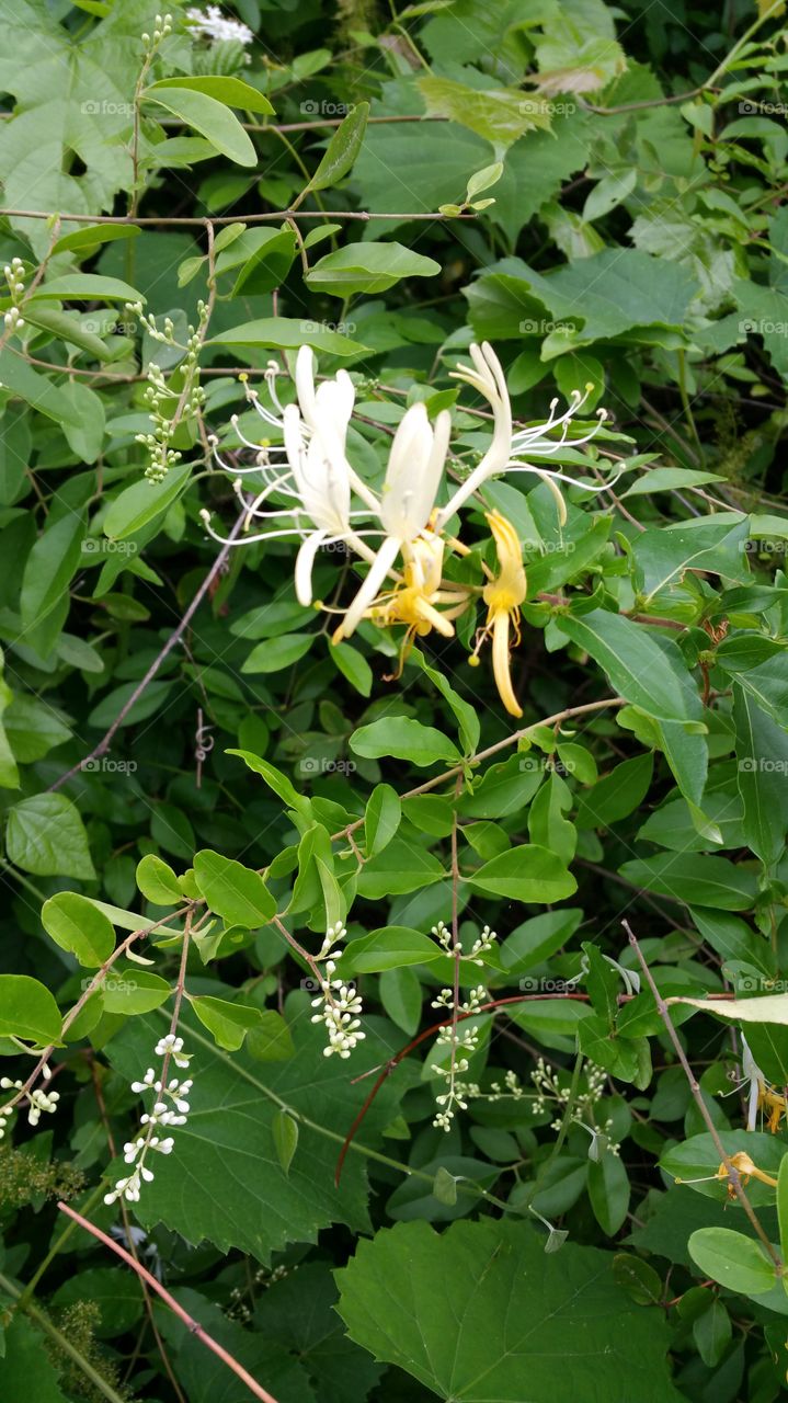 Honeysuckle