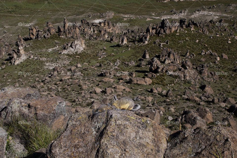 Bizcacha sunbathing on the rocks of the mountain 