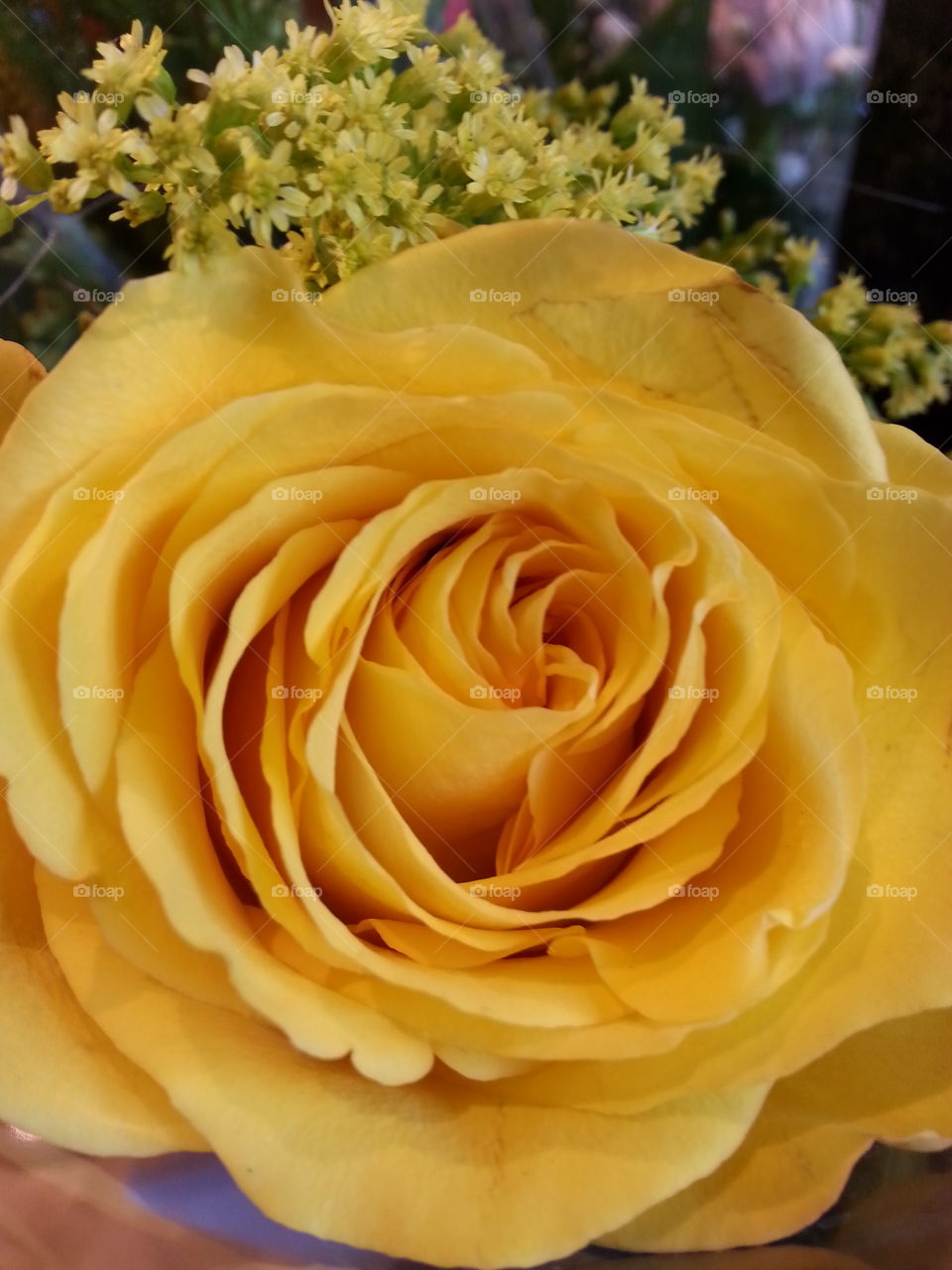 yellow rose. flower