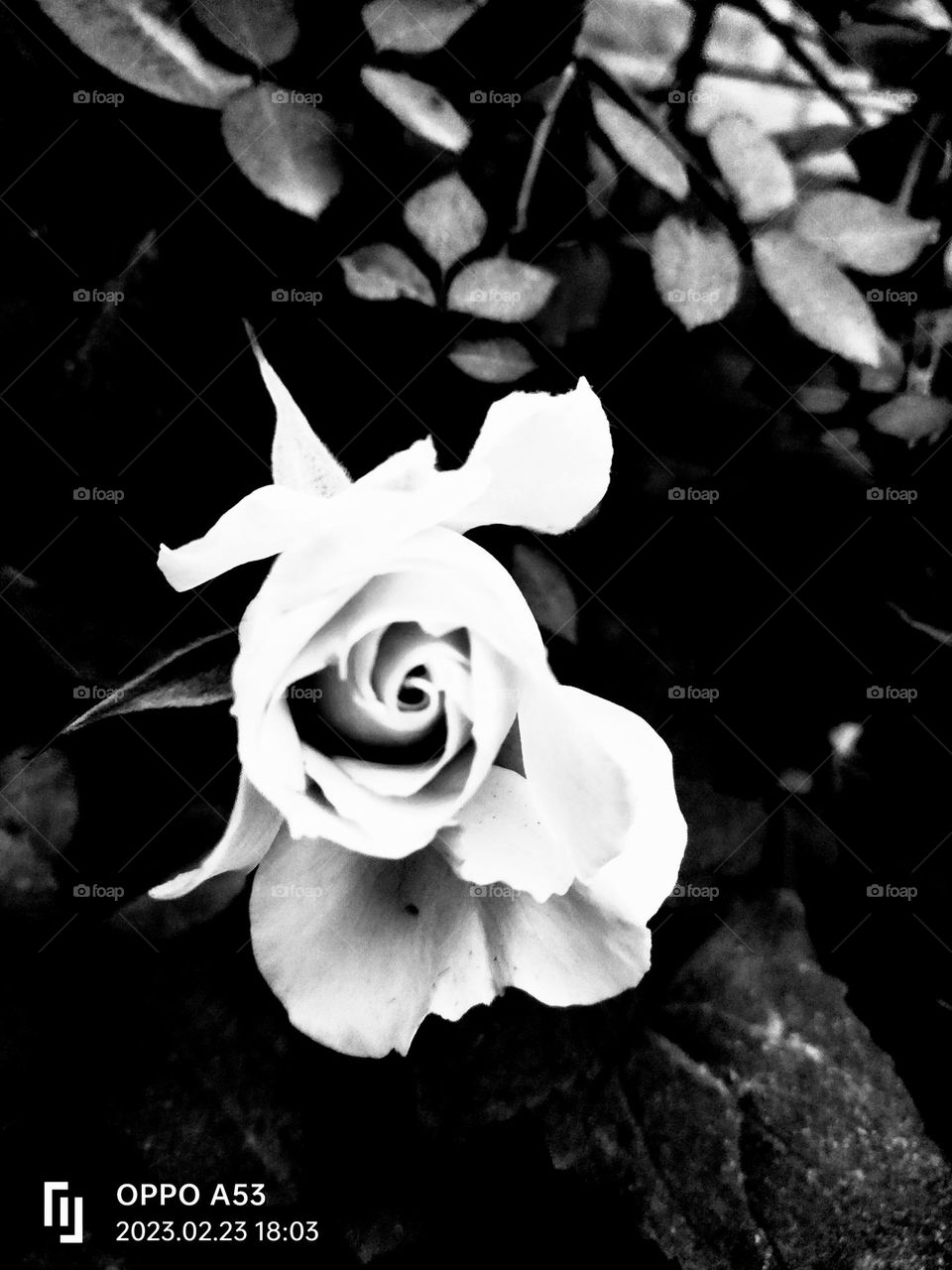 #Rose : with contrast .It is because white π€ colour is happiness and hope but black is sadness . on the other hand black π€ is symbol of confidence .If sometimes you are feeling sad you should remember that a good confidence can solve your problems.