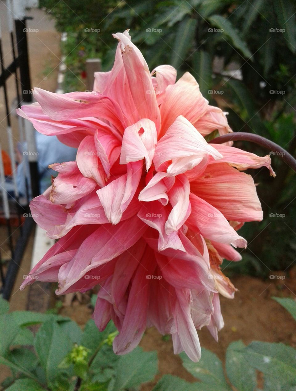 Flower - Daliya cultiva