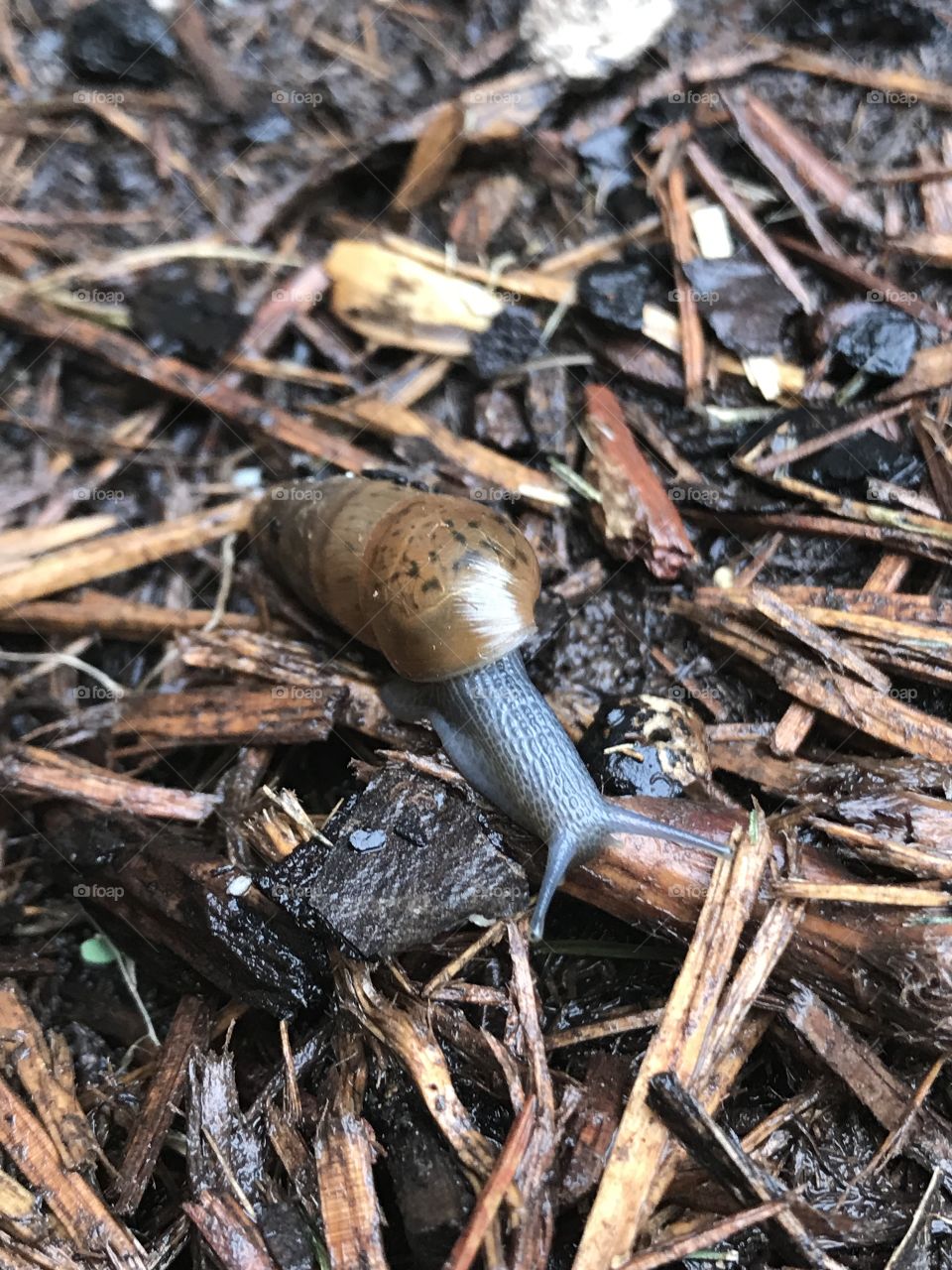 Slimey Snail
