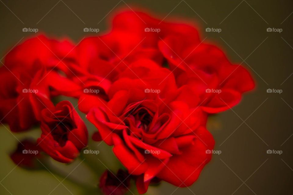 Flower, Rose, Love, Romance, Petal