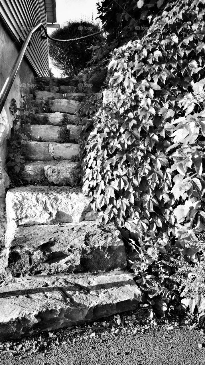 Ivy Steps