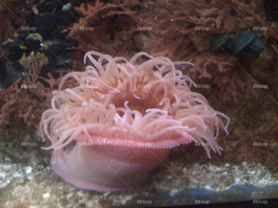 Sea anemone 