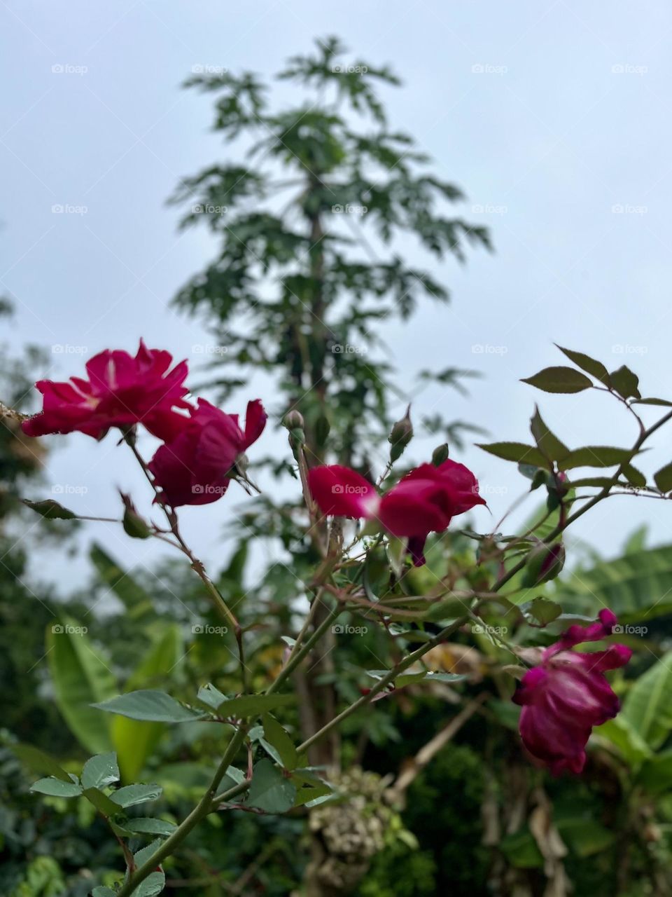 Magenta flowers in the forest