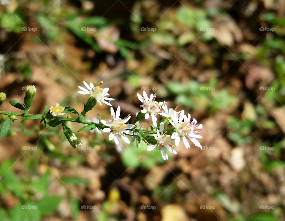 Woodland asters