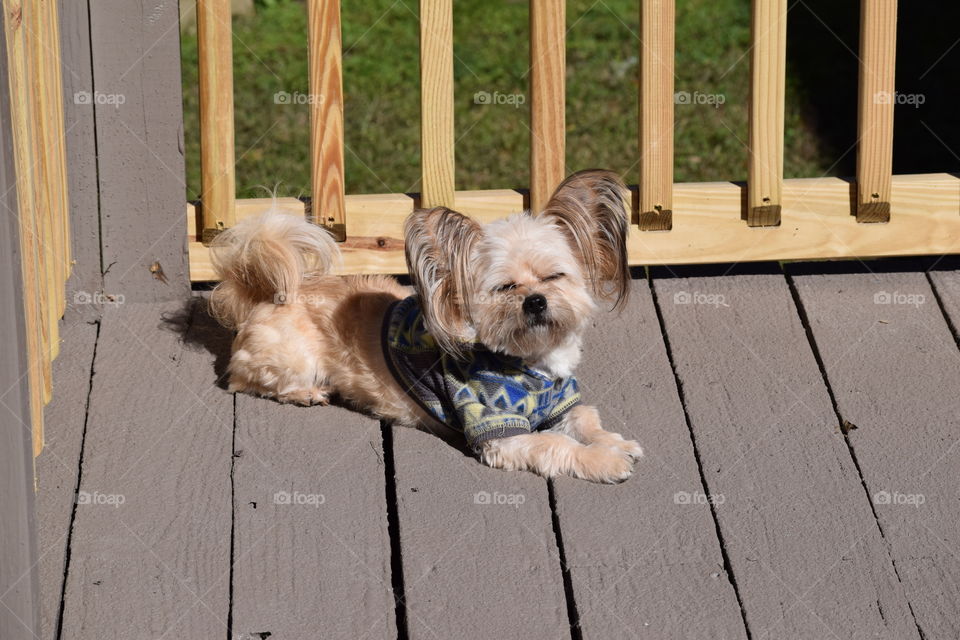 Dog lying on wooden floor