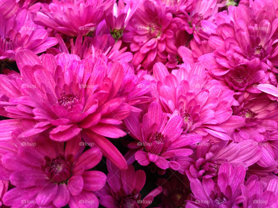 flower purple petals by snook911