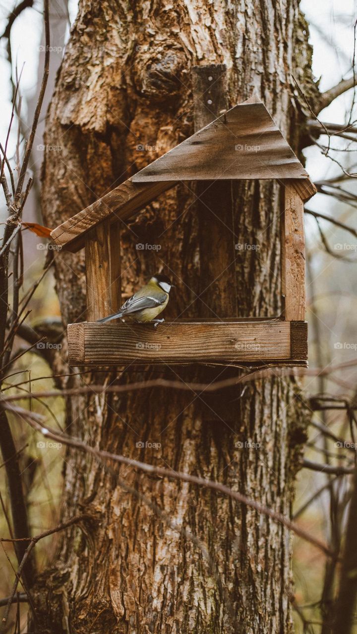A tit eats seeds from a homemade wooden feeder in the fall