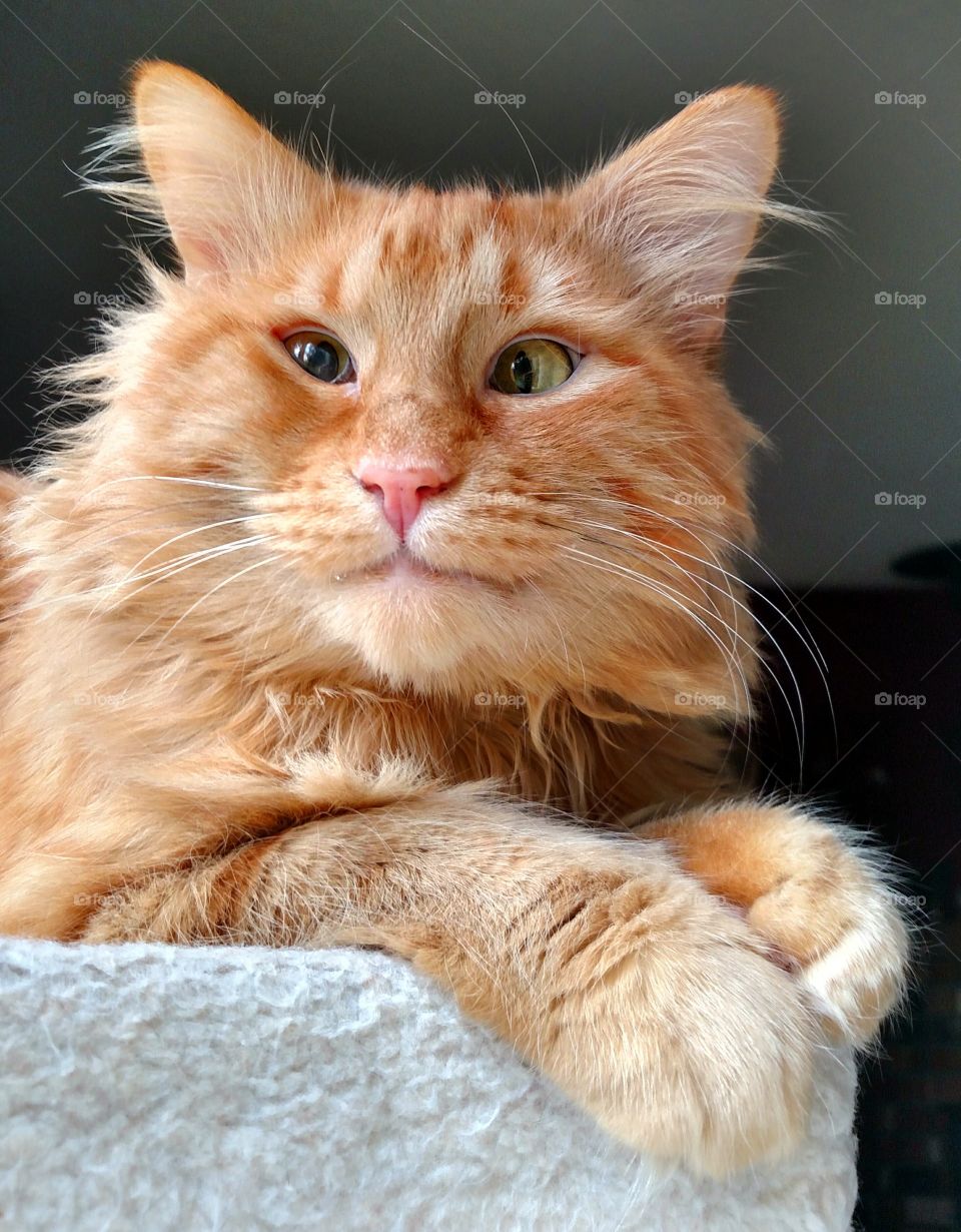 Close-up of tabby cat