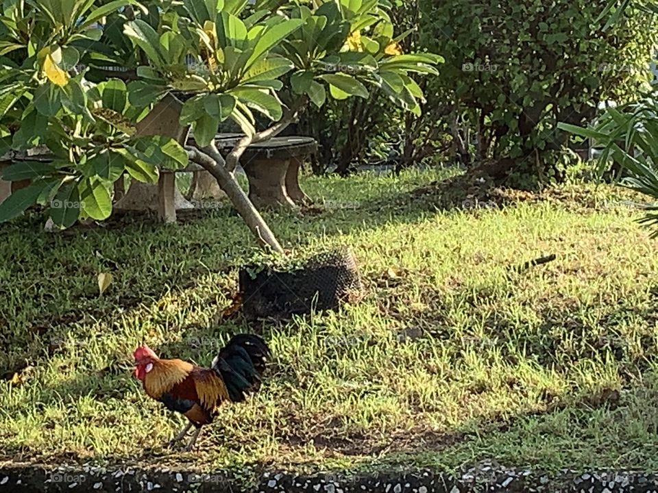 Wild animal of the Thailand.