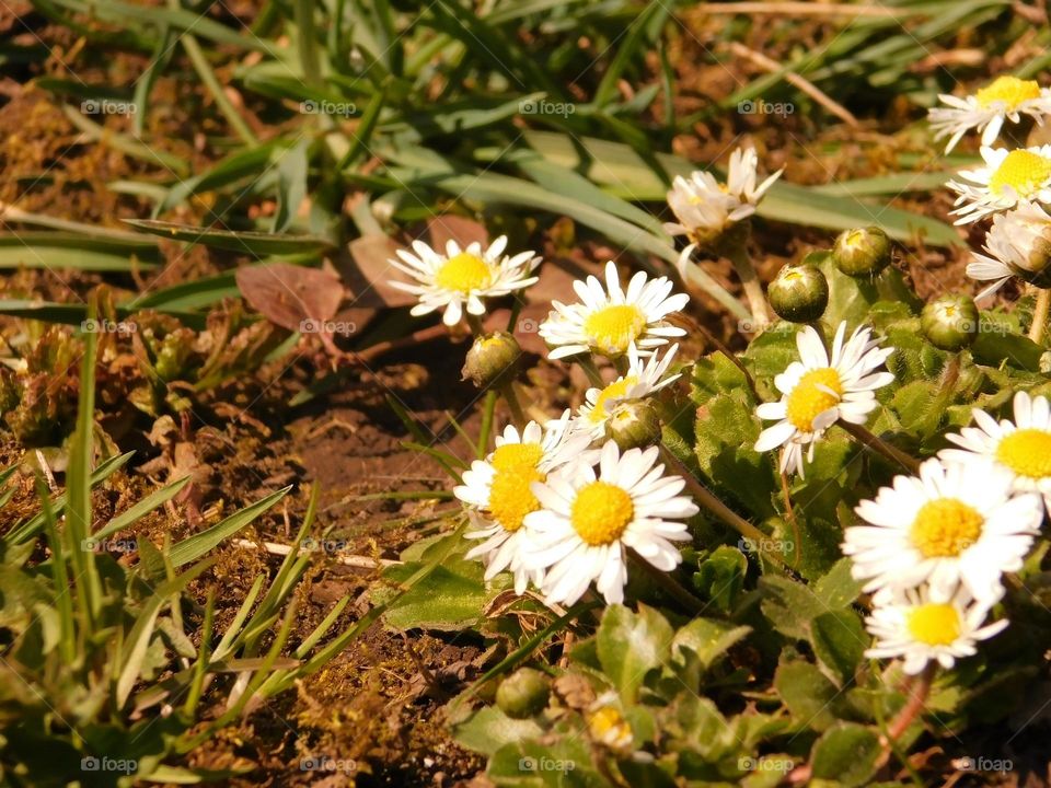 Flowers, nature resurrección