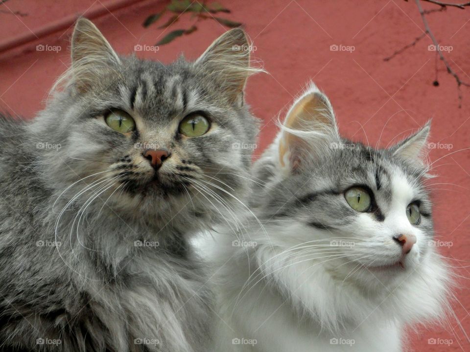 two cats portrait