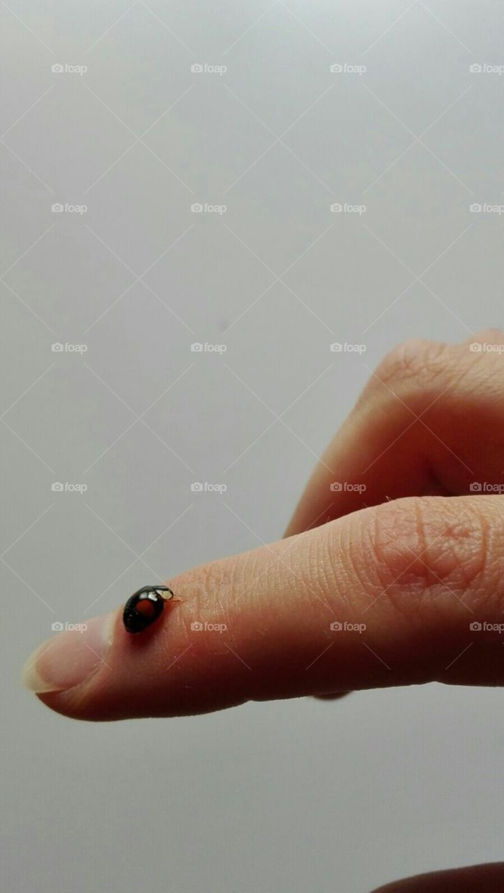 ladybug