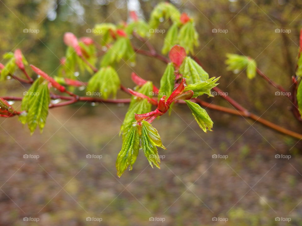 Bright green textured tree leaves with red tips covered in drops from a fresh spring rain in the mountains and forests of Western Oregon. 