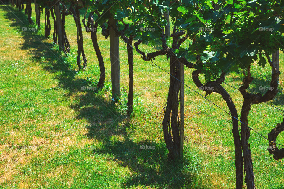 Vineyard row