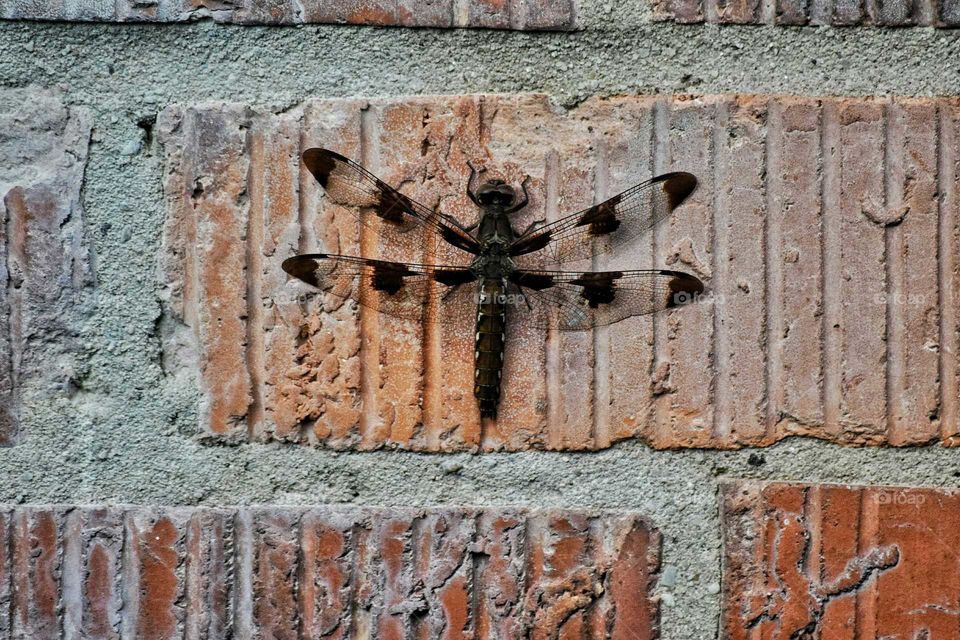 Dragonfly on brick