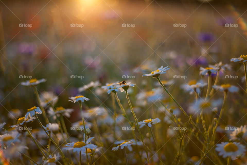 Chamomile wildflowers and insects  on sunset 