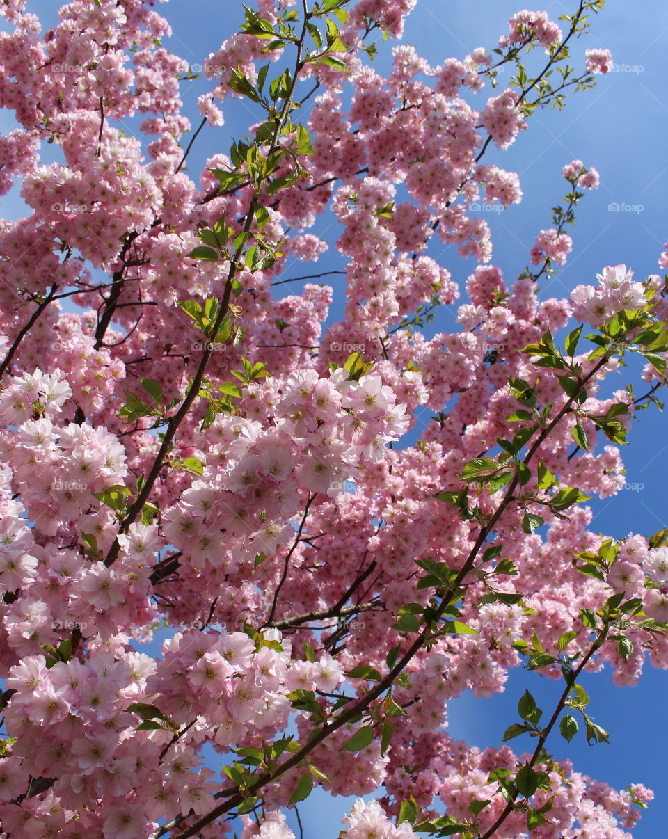 Close-up of cherry blossom