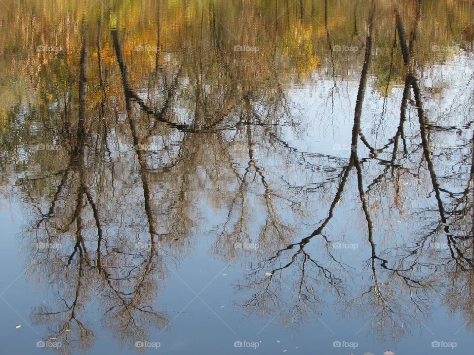 Reflection in the lake