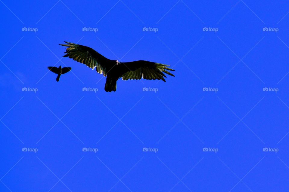 Hawk flying in the sky over Indiana 