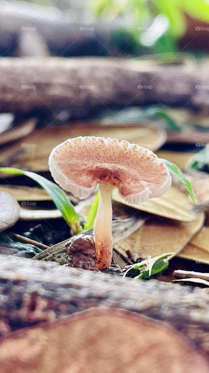 Fungi 