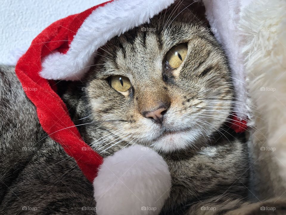 Grey cat with Christmas hat