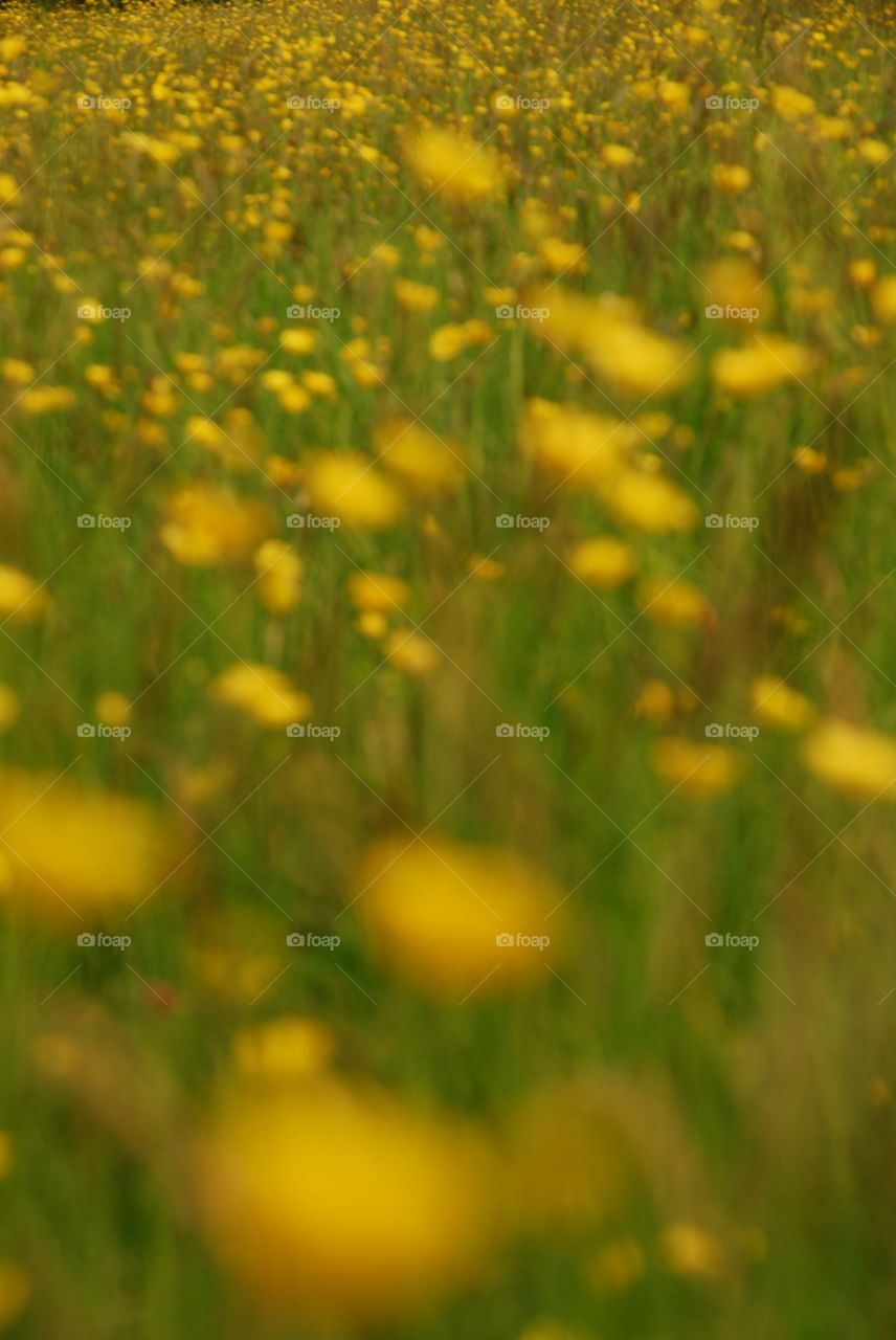 Golden Haze. My interpretation, walking through a meadow of buttercups with the camera held ( free shooting ) by my side
