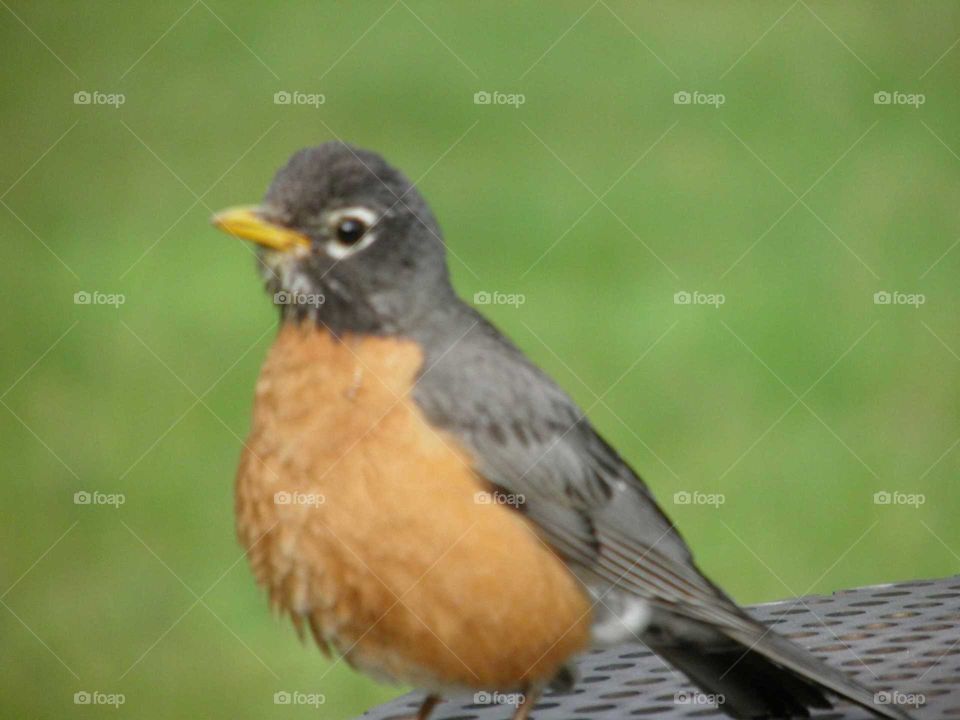 A Robin