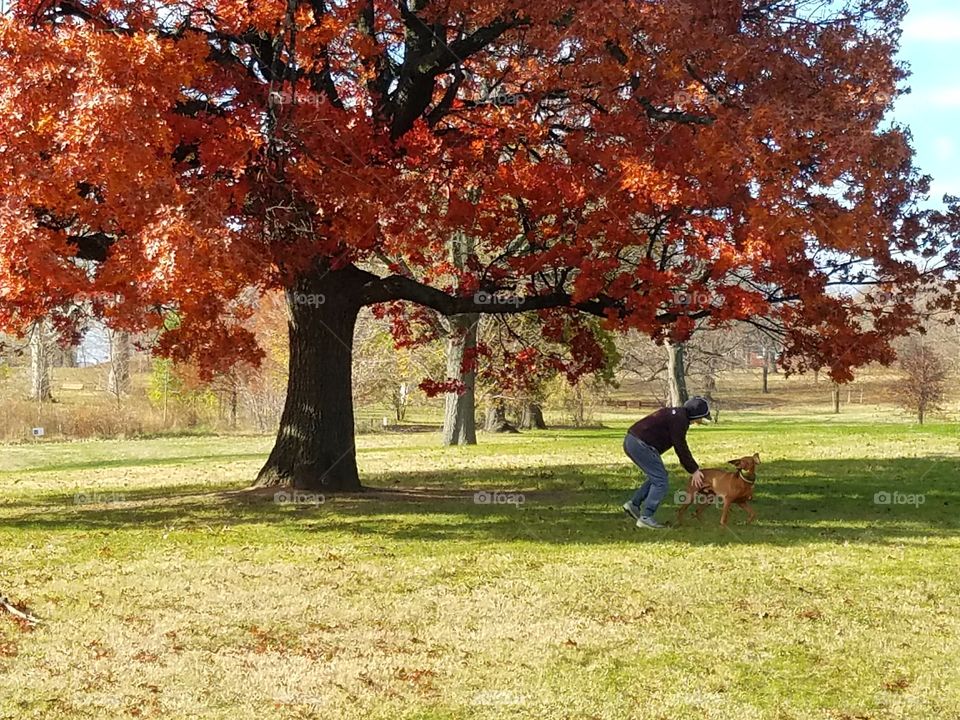 Girl playing with her Vizsla under a tree in a park in Baltimore