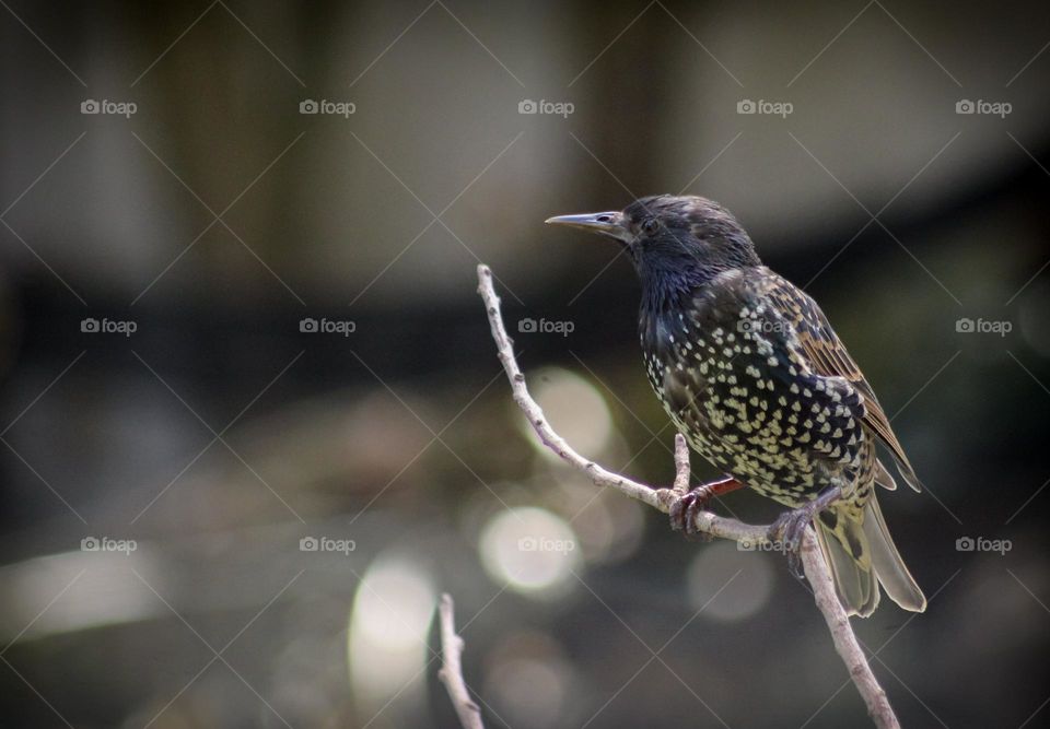 Starling bird