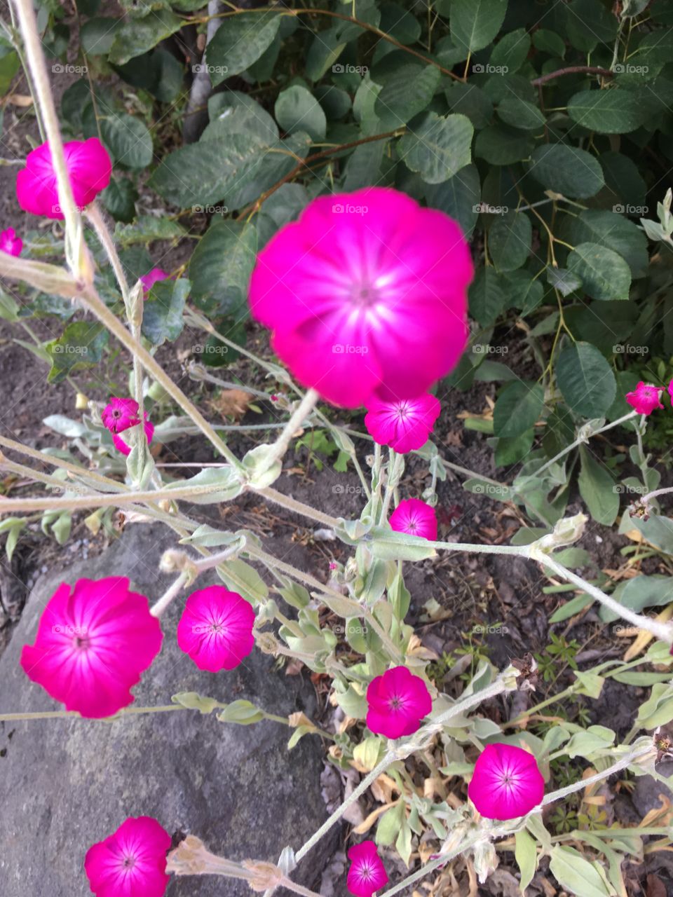 Garden flowers