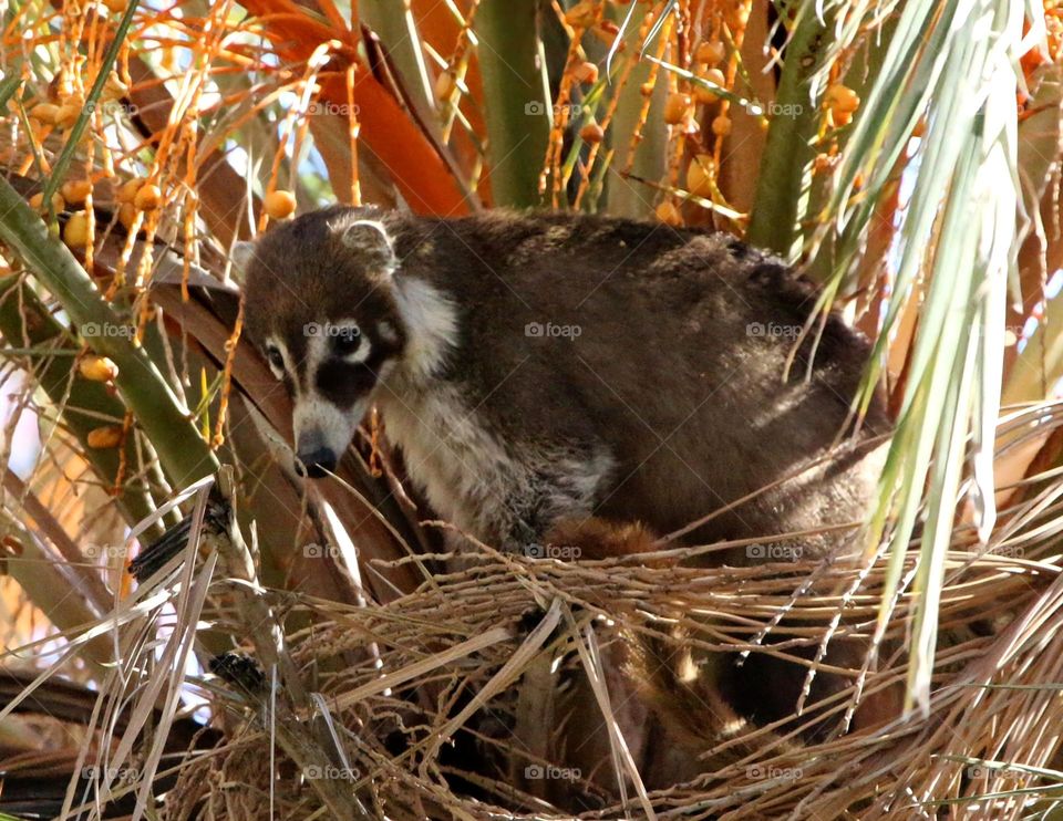 Coatimundi Sitting in a Palm Tree