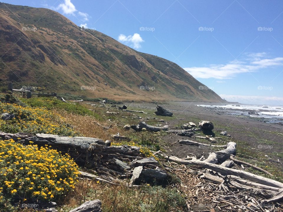 Lost coast backpacking trail in California with driftwood and flowers 