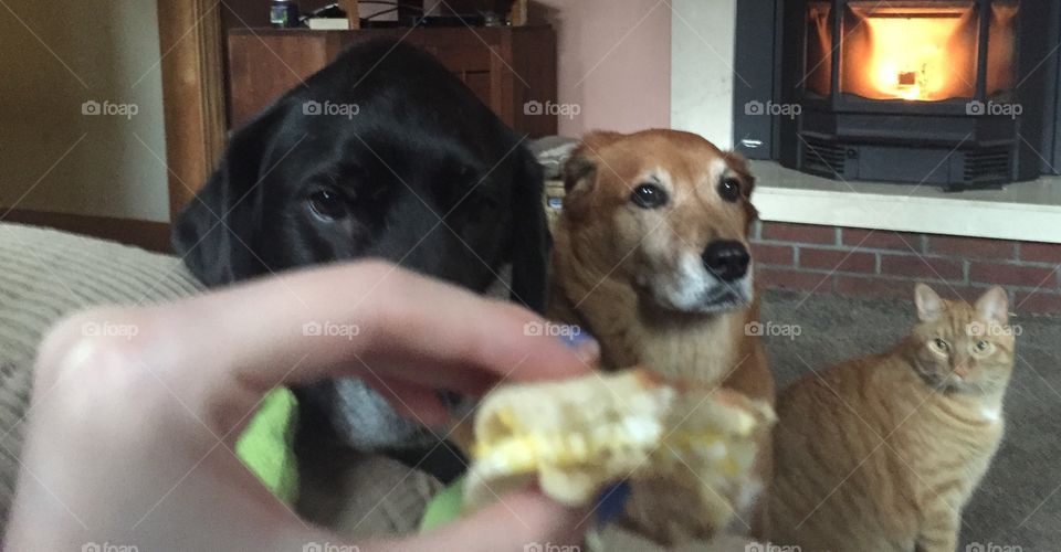 A trio of food stalkers