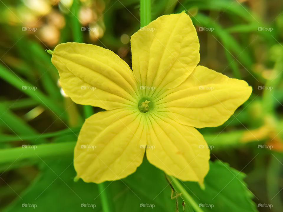 A Beautiful Cucumber Flower with Green Background. Flower and leaves of cucumber, Cucumber Flower