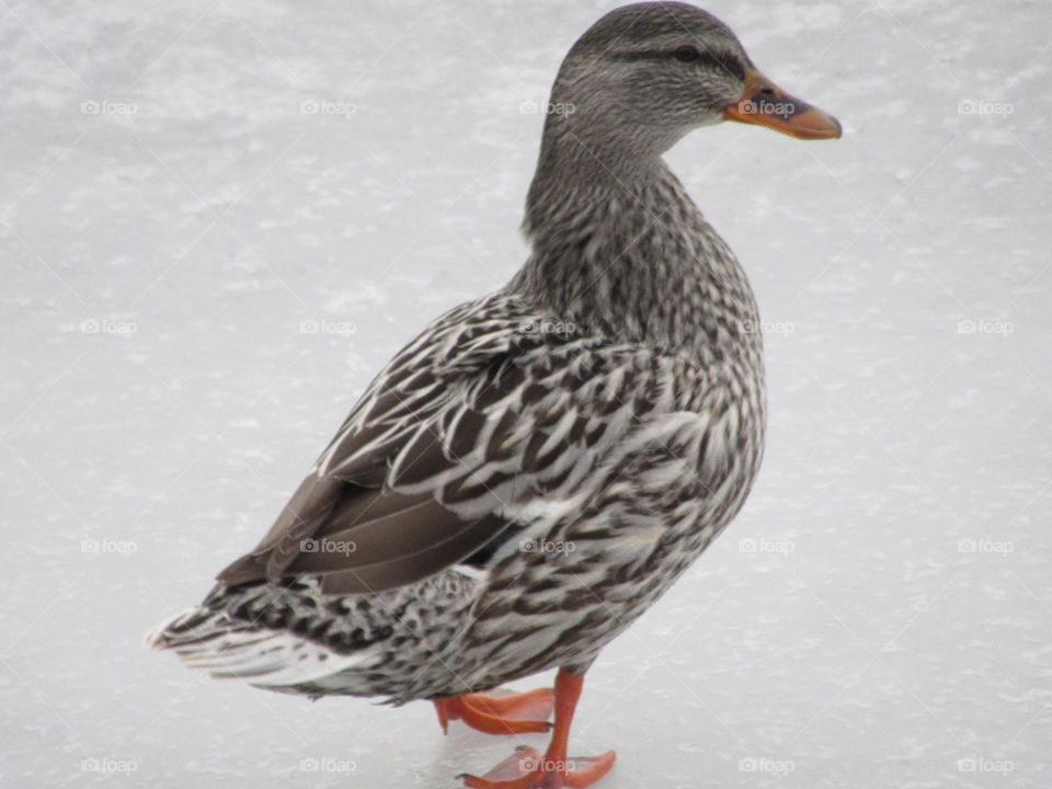 wild duck in winter on the ice of a pond