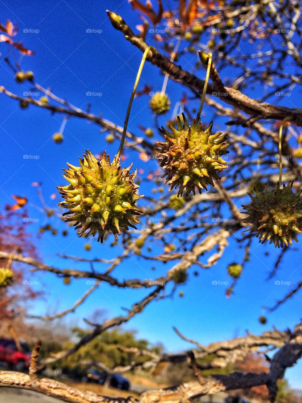 Close-up of seed pod