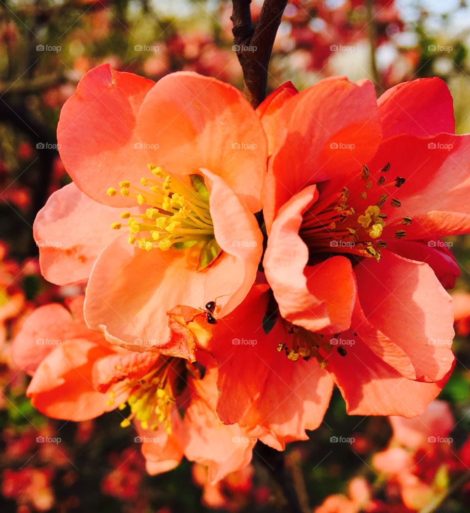 Close-up of a orange flower