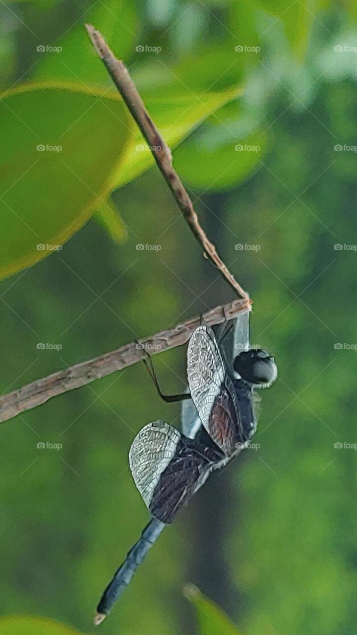 dragonfly captured