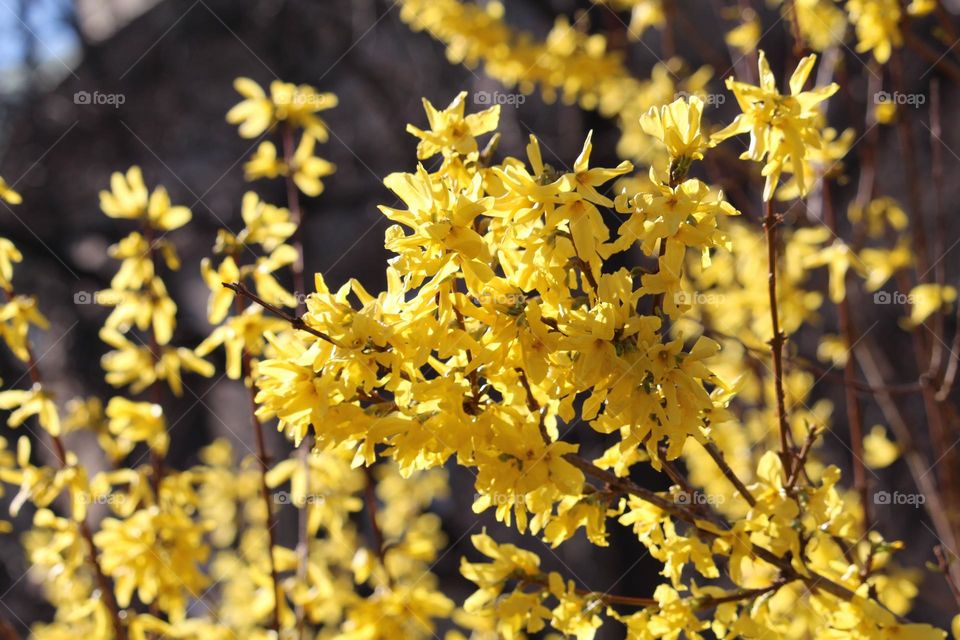 Yellow spring flowers