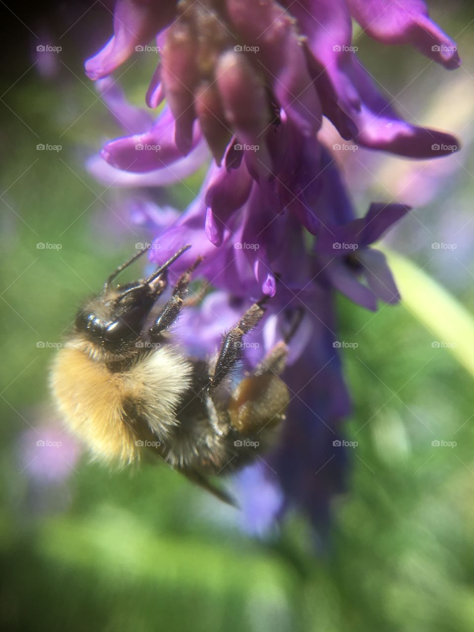 Bumblebee busy 