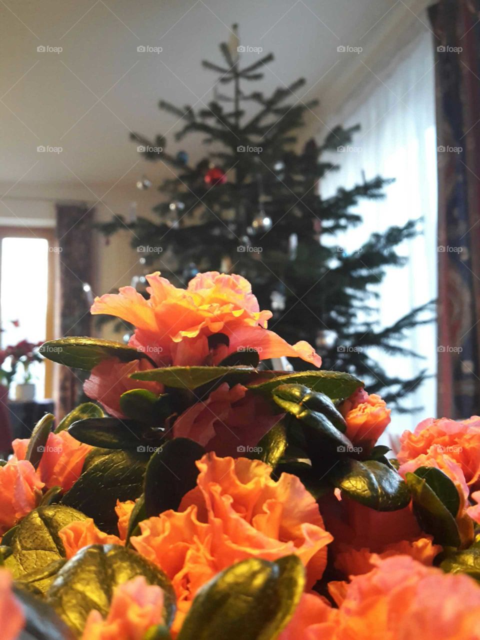 Christmas time with azalee and christmas tree