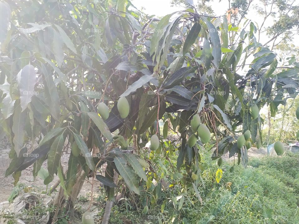 mango tree with mango