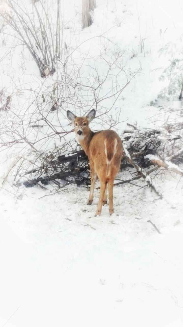 Deer looking for food in the snow